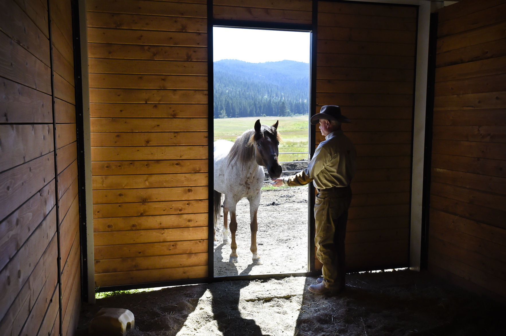 Zinn raises three Paso Fino horses